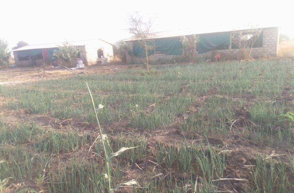 Verger de 1 hectare vers Nguéniène – Mbour