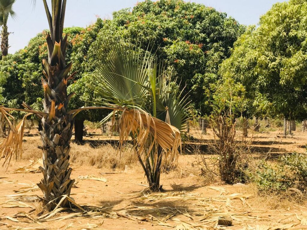 Verger de 1,45 hectare vers Cherif Lo – Tivaouane