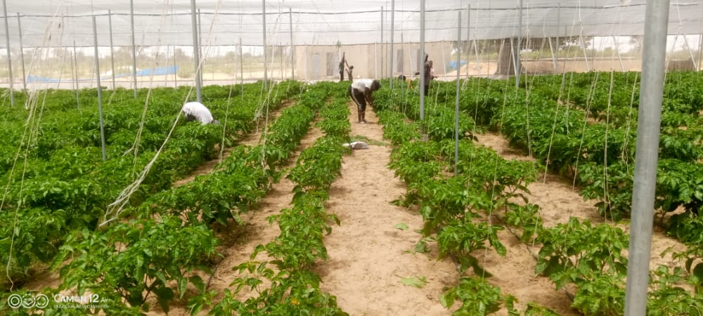 verger de 3,30 Hectares vers Tassette – Thiès