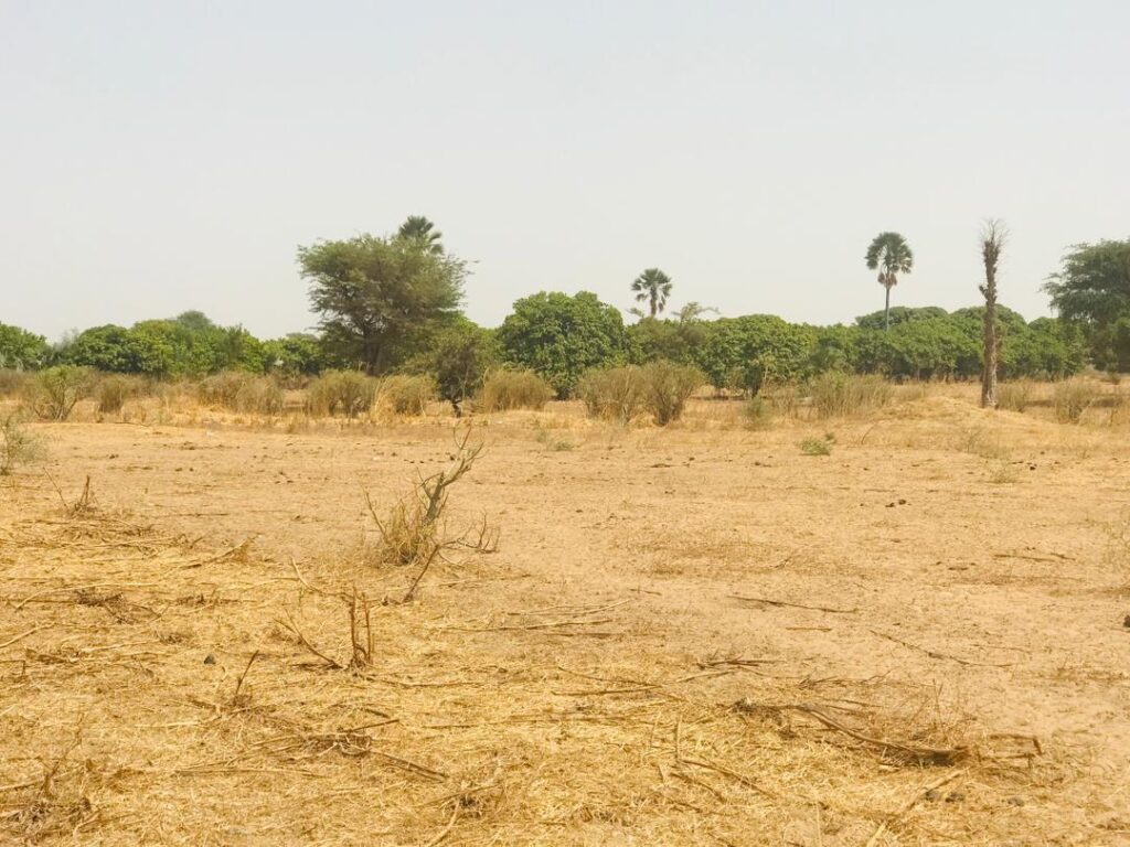 Verger de 2,82 hectares vers Fimela – Fatick