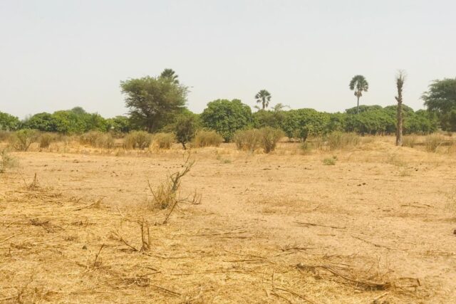 Verger de 2,82 hectares vers Fimela – Fatick