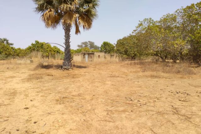 Verger de 3 Hectares vers Tataguine – Fatick