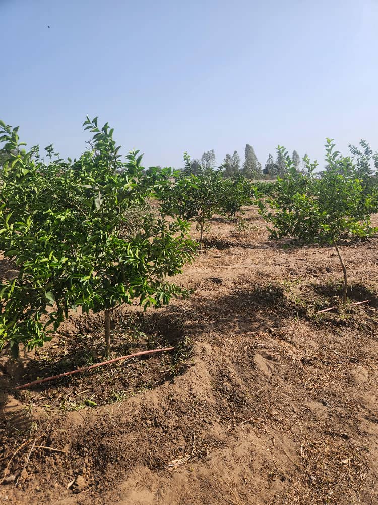 Verger de 1,23 Hectare vers Sandiara – Mbour