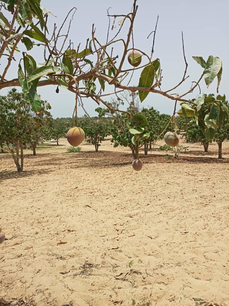 Verger de 3 hectares vers Mboro – Tivaouane