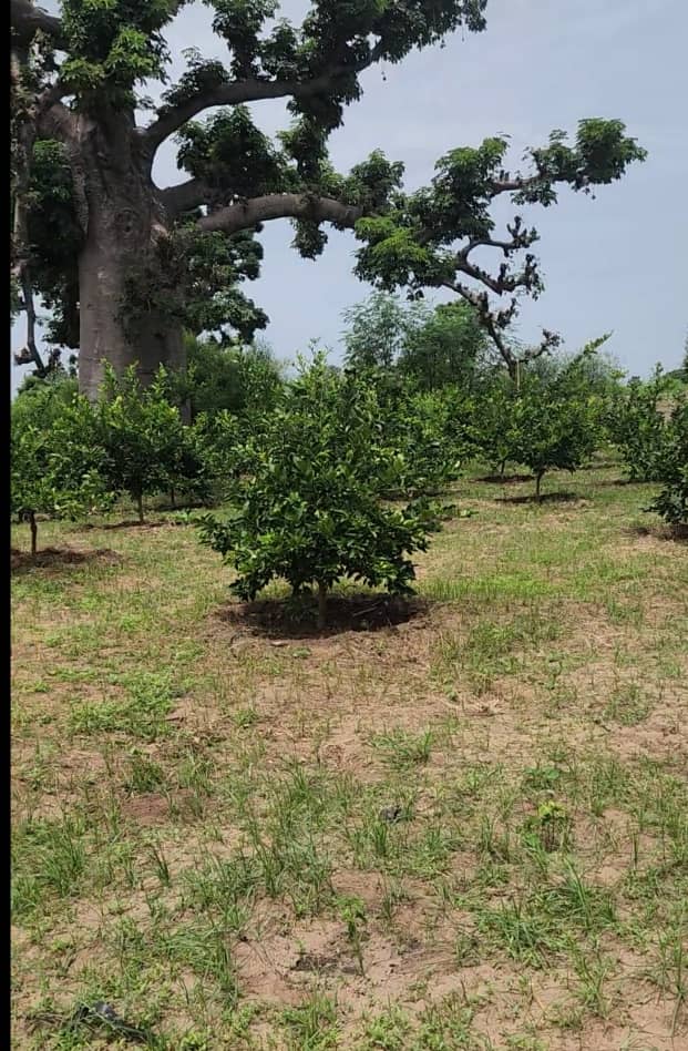 Verger de 1,23 Hectare vers Sandiara – Mbour