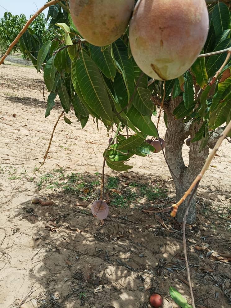 Verger de 3 hectares vers Mboro – Tivaouane