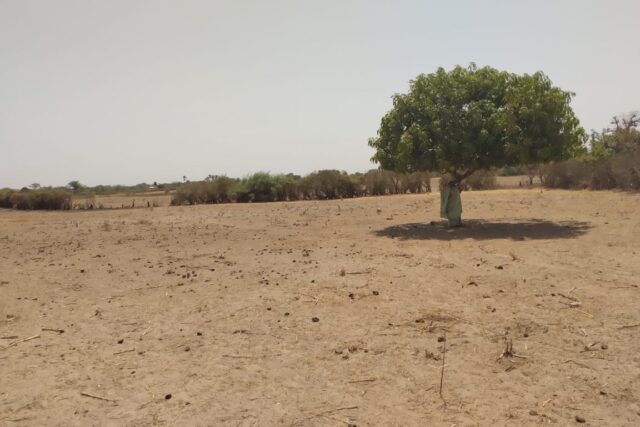 Verger de 9882 m² vers Sandiara – Mbour