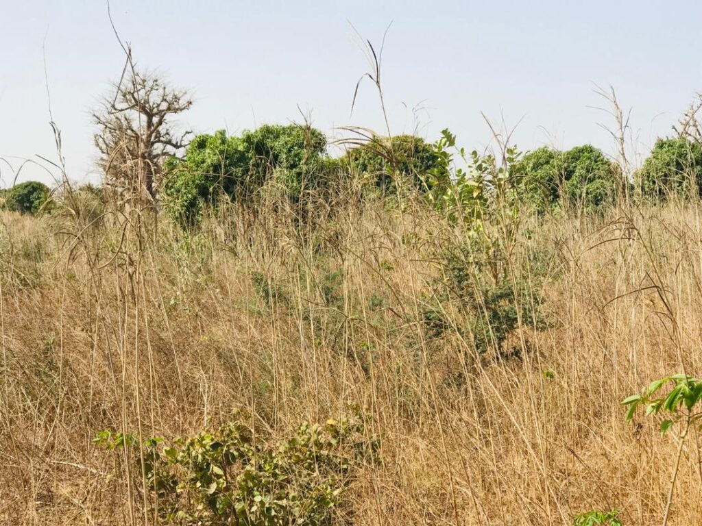 Verger de 9 638 m² vers Cherif Lo – Tivaouane