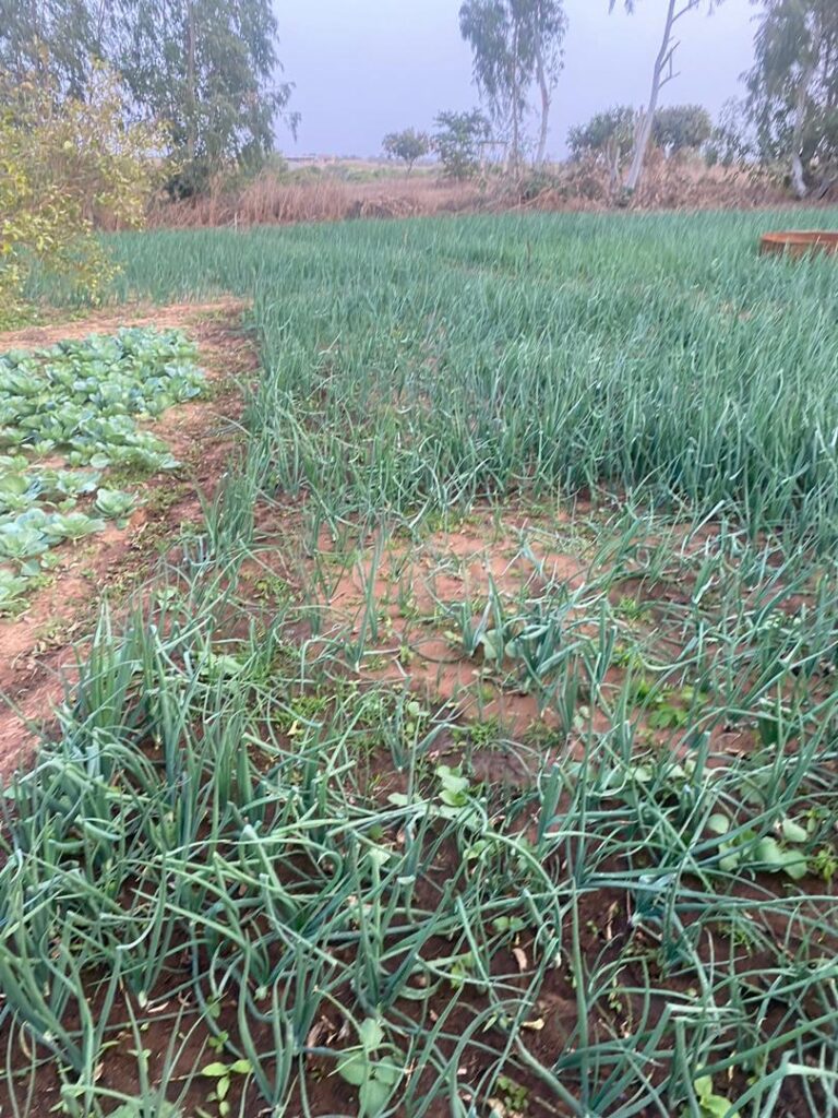 Ferme de 2,20 Hectares vers Bambilor – Rufisque