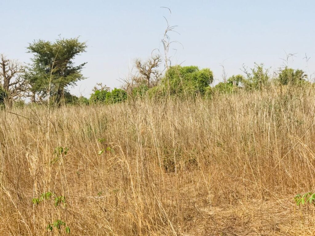 Verger de 9 638 m² vers Cherif Lo – Tivaouane