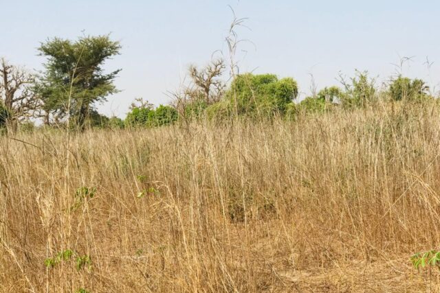 Verger de 9 638 m² vers Cherif Lo – Tivaouane