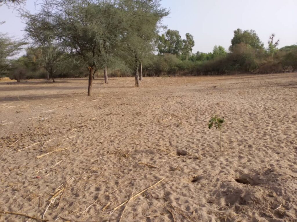 Verger de 1,03 hectare vers Keur Cheikh Ibra Fall – Diourbel