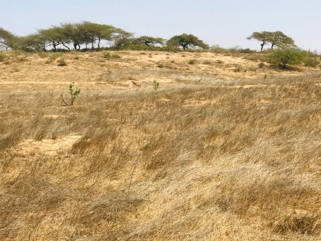 Verger de 3 hectares vers Gandiol – Saint Louis