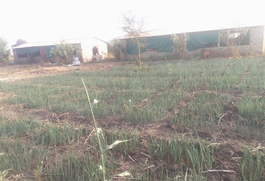 Verger de 1 hectare vers Nguéniène – Mbour