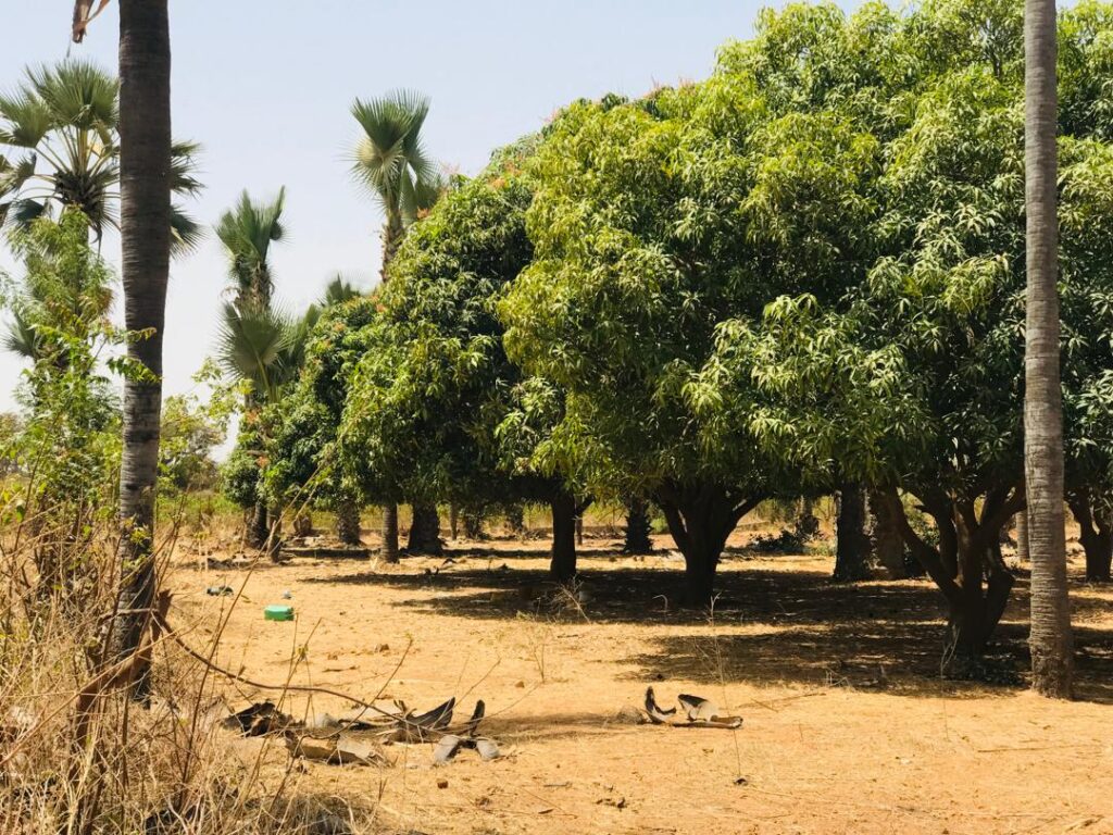 Verger de 1,45 hectare vers Cherif Lo – Tivaouane