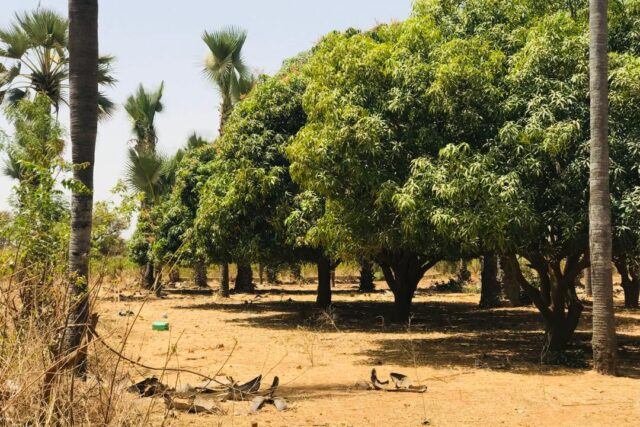 Verger de 1,45 hectare vers Cherif Lo – Tivaouane