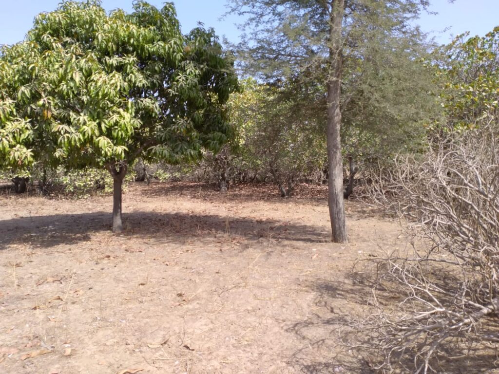 Verger de 8630 m² vers Tataguine – Fatick