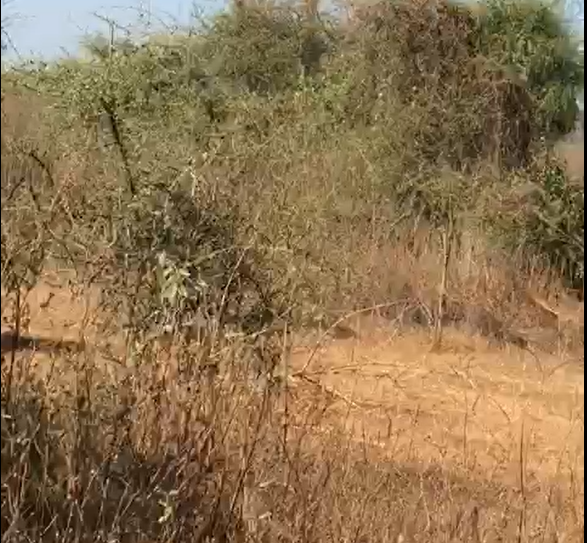 Terrain agricole de 2 Hectares vers Sindia – Mbour