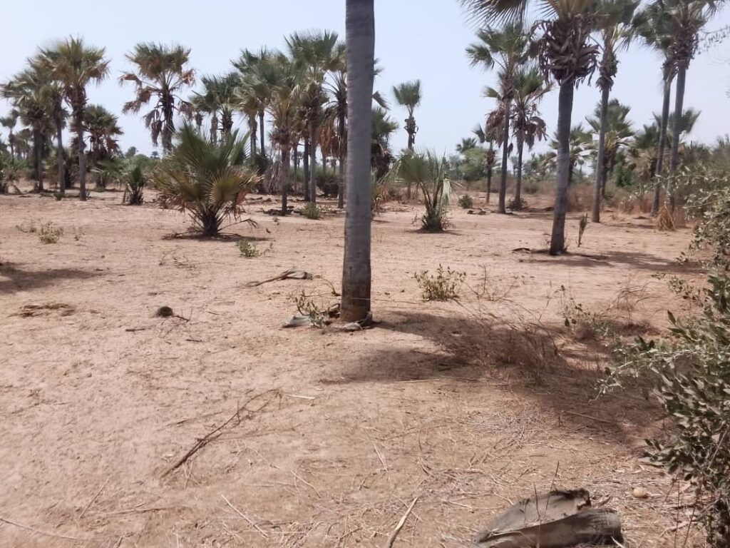 Verger de 3,31 Hectares vers Fandéne– Thiès