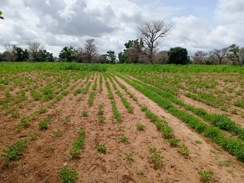 Terrain Agricole de 1,55 Hectare vers Notto Diobass – Thies