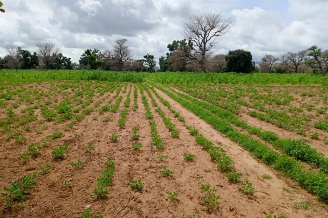 Terrain Agricole de 1,55 Hectare vers Notto Diobass – Thies