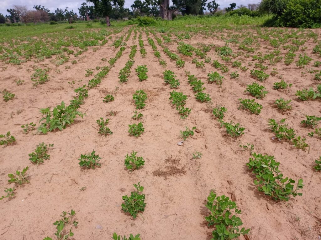 Terrain Agricole de 1,55 Hectare vers Notto Diobass – Thies