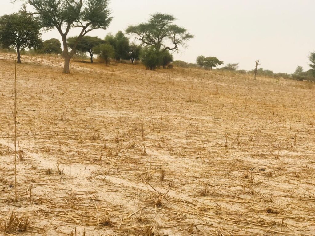 Terrain Agricole de 1,81 Hectare vers Keur Samba Kane – Bambay