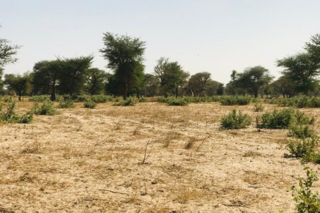 Terrain Agricole de 4,55 Hectares vers Thiénaba – Thiès