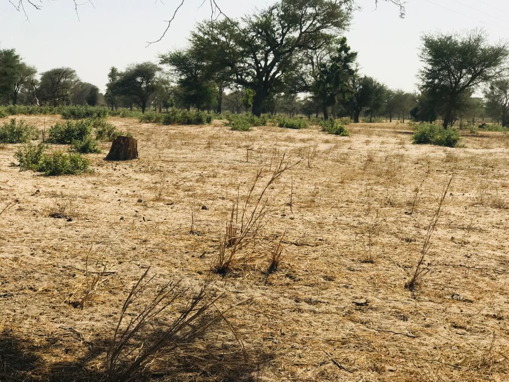 Terrain Agricole de 4,55 Hectares vers Thiénaba – Thiès
