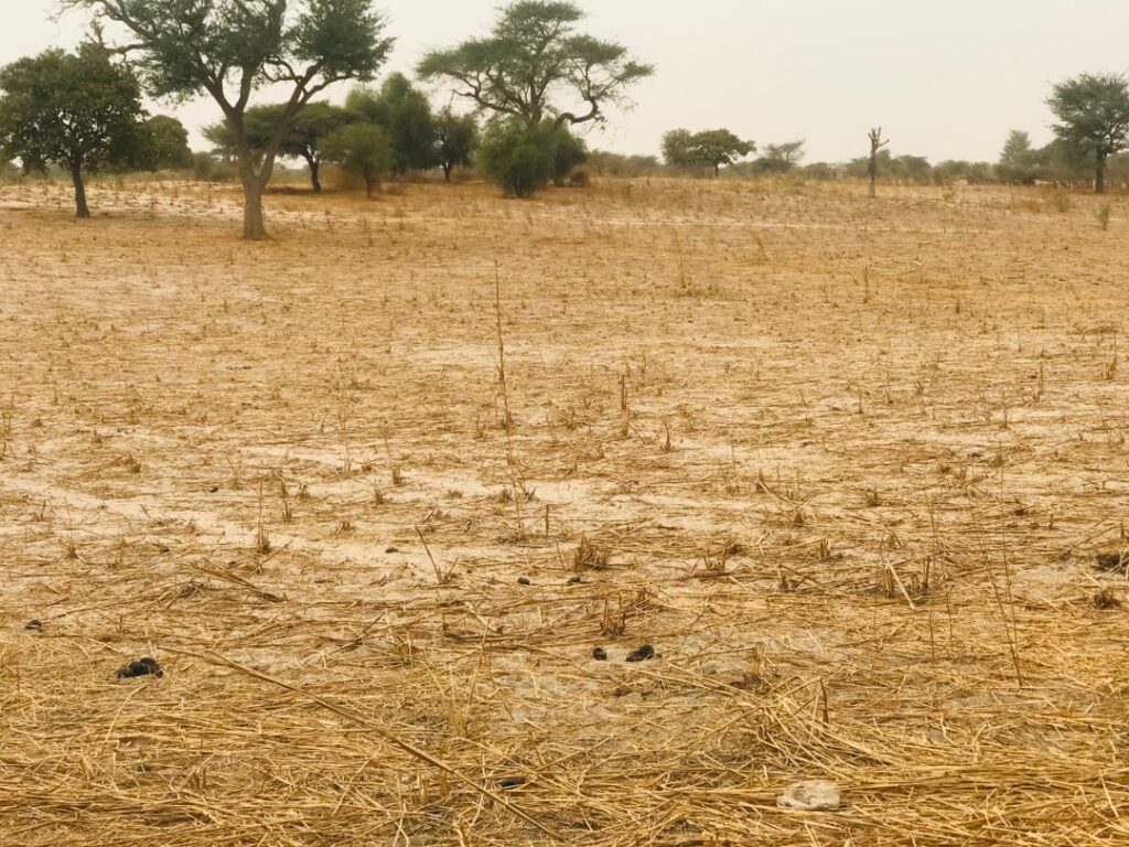 Terrain Agricole de 1,81 Hectare vers Keur Samba Kane – Bambay