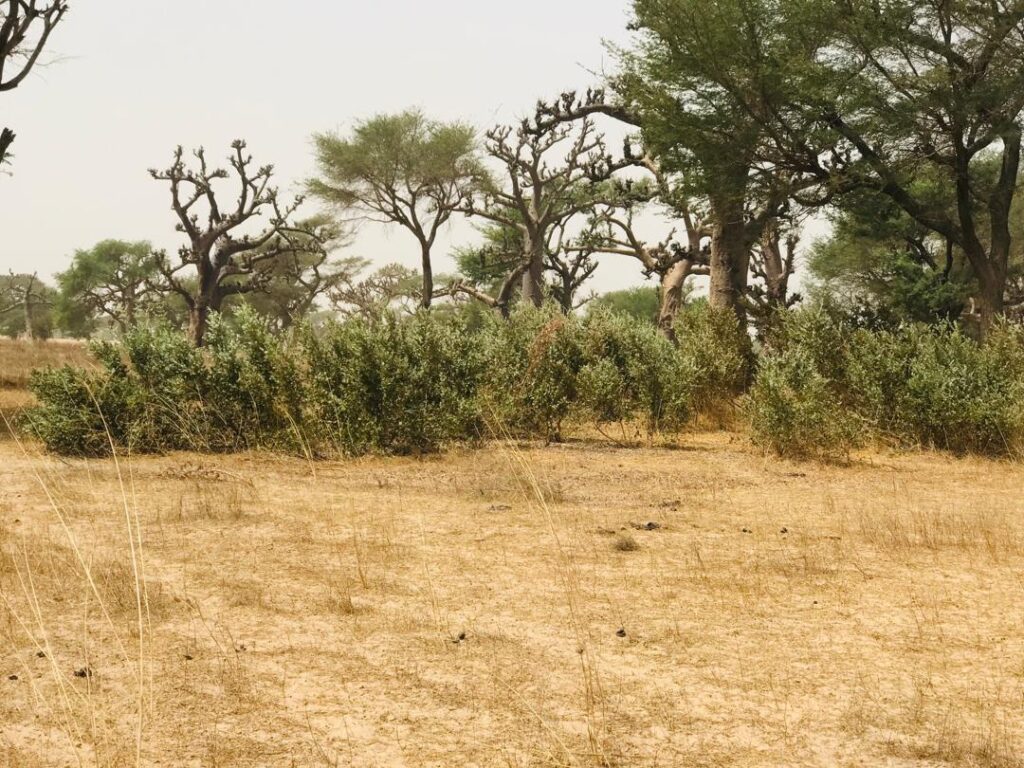 Terrain Agricole de 2,47 Hectares vers Thiénaba – Thiès