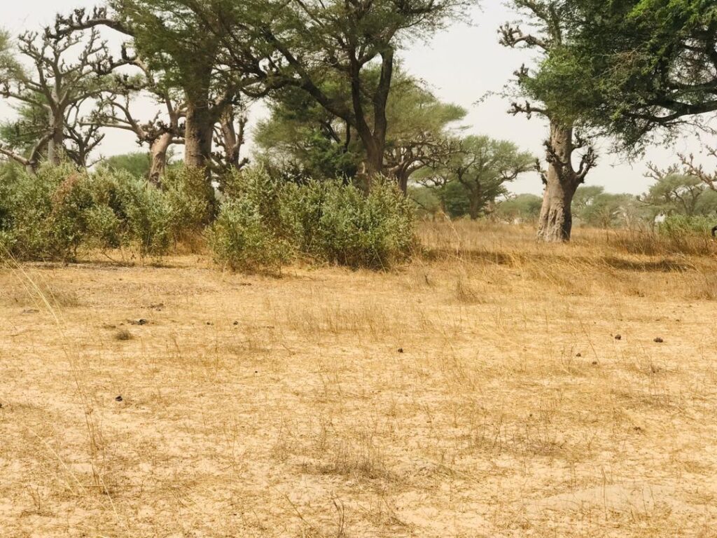 Terrain Agricole de 2,47 Hectares vers Thiénaba – Thiès