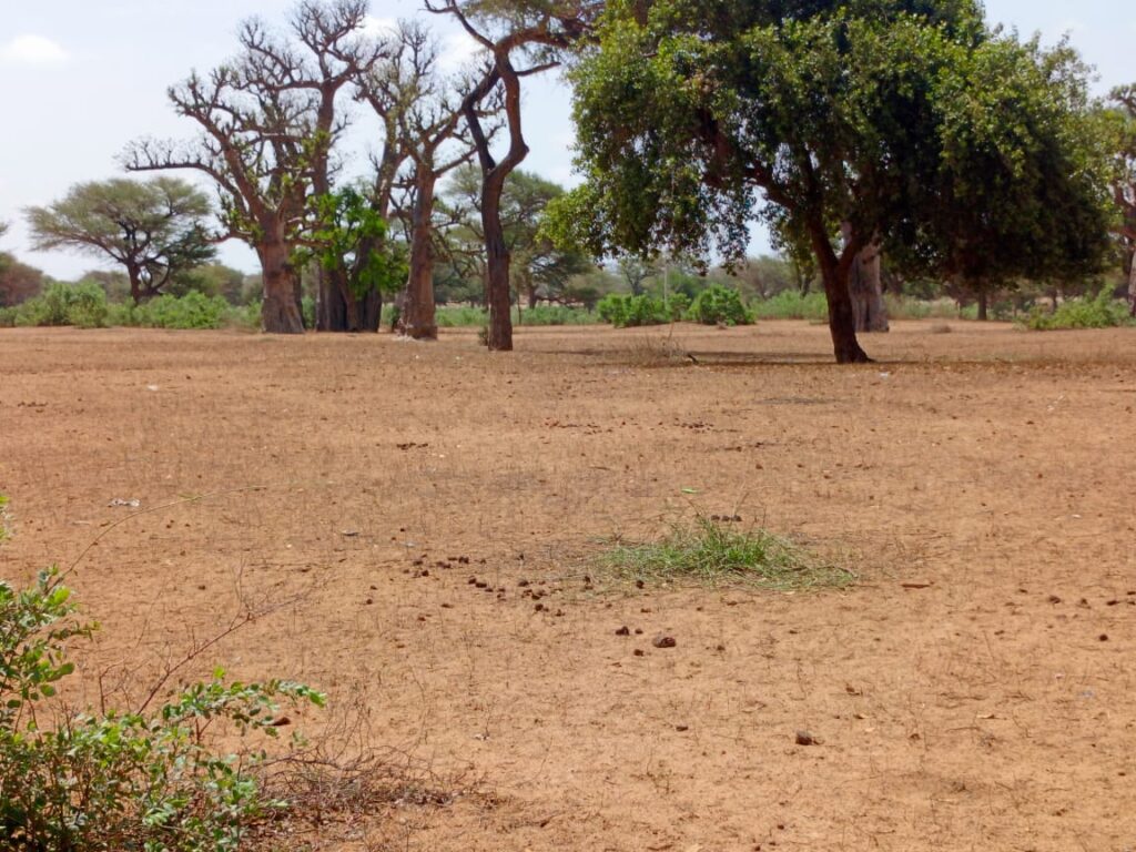 Terrain Agricole de 8,77 Hectares vers Thiénaba – Thiès