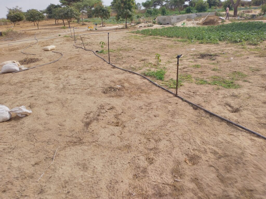 Verger de 1,28 hectare vers Darou Khoudoss – Tivaouane