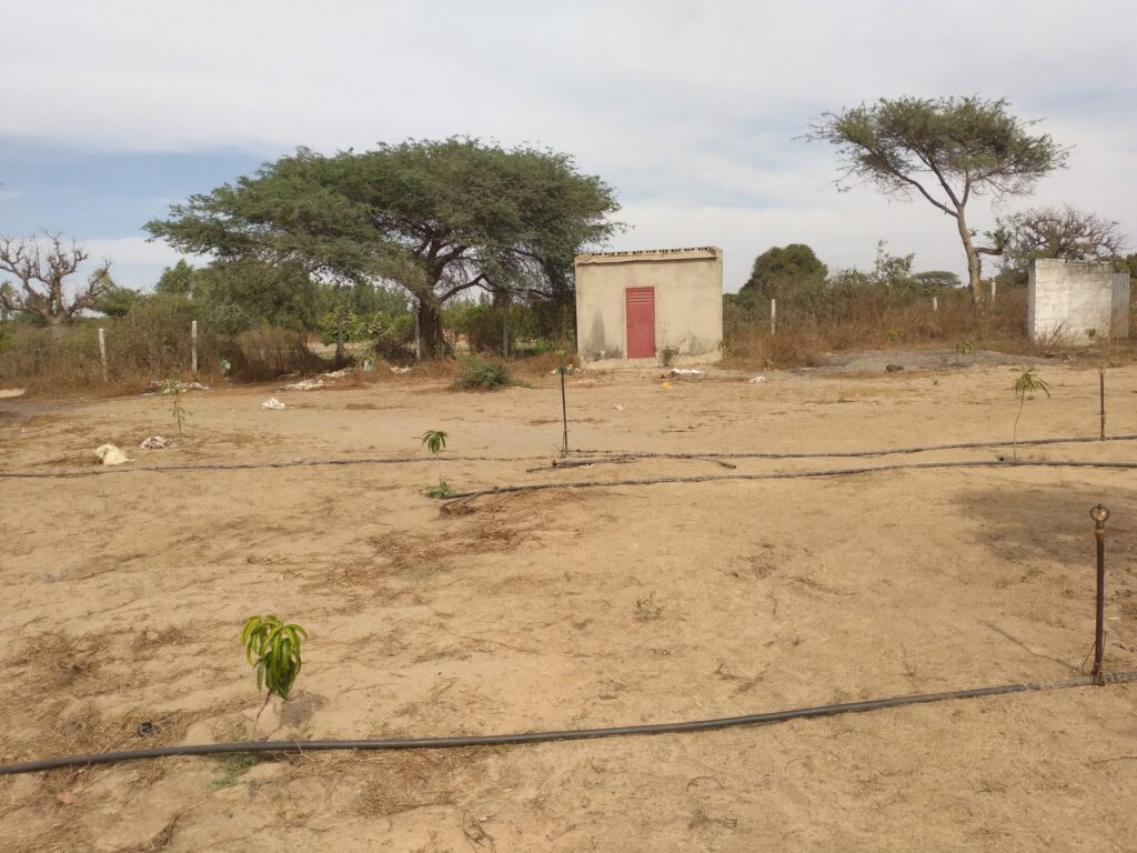 Verger de 1,28 hectare vers Darou Khoudoss – Tivaouane