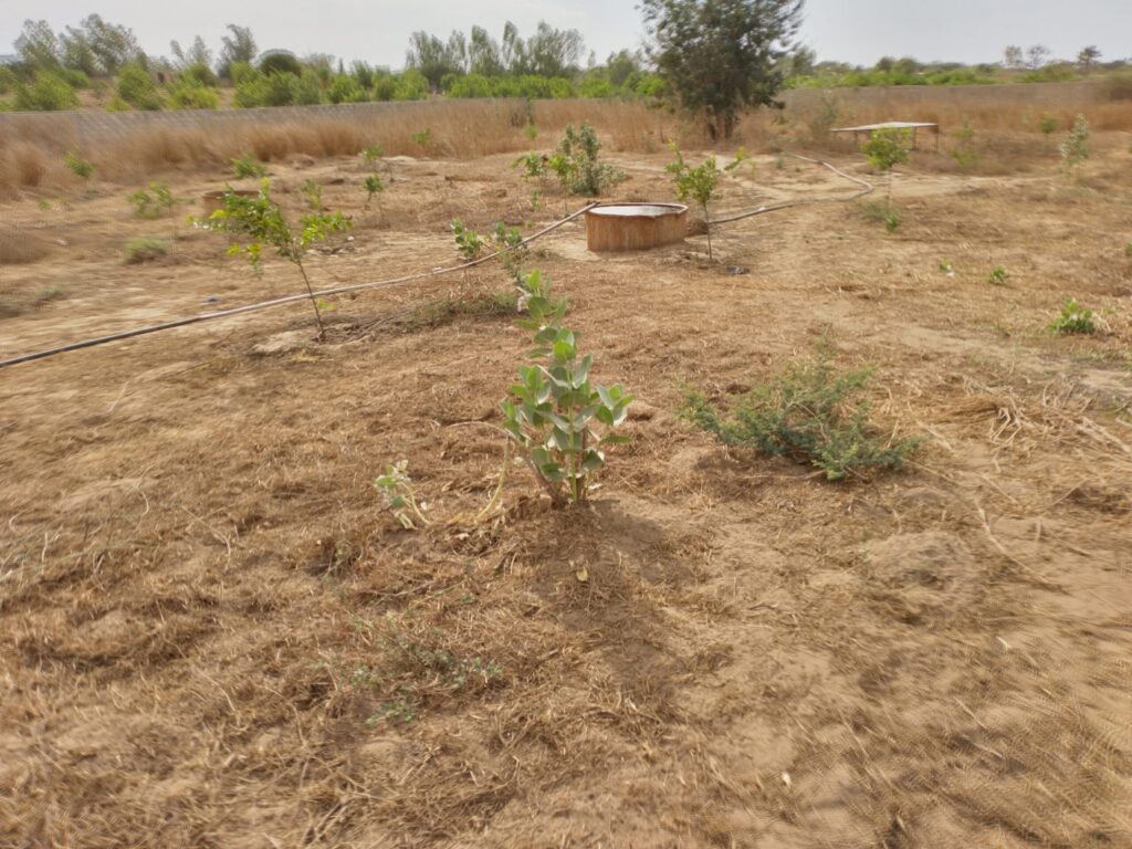 Verger de 8 092 m² vers Taiba Ndiaye – Tivaouane