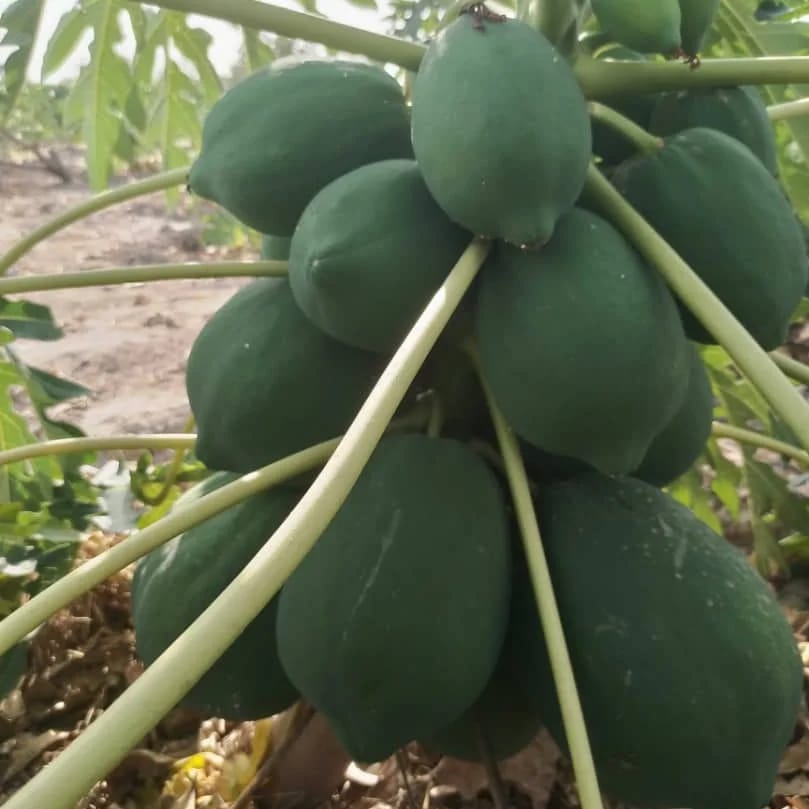 Verger de 1,50 Hectare vers Kafountine – Bignona