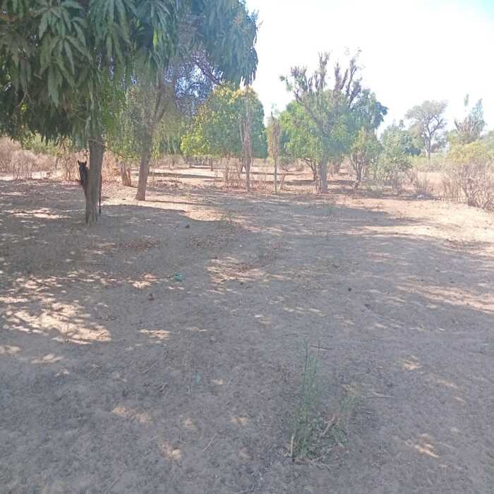 Terrain agricole de 7500 m² vers Notto Diobass – Thiés