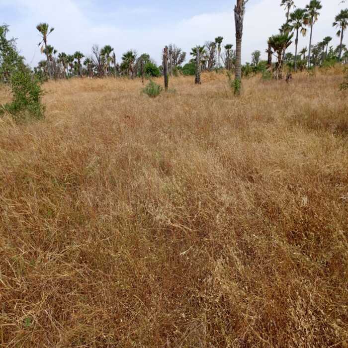 Terrain agricole de 1,02 Hectare vers Fadéne-Thiès