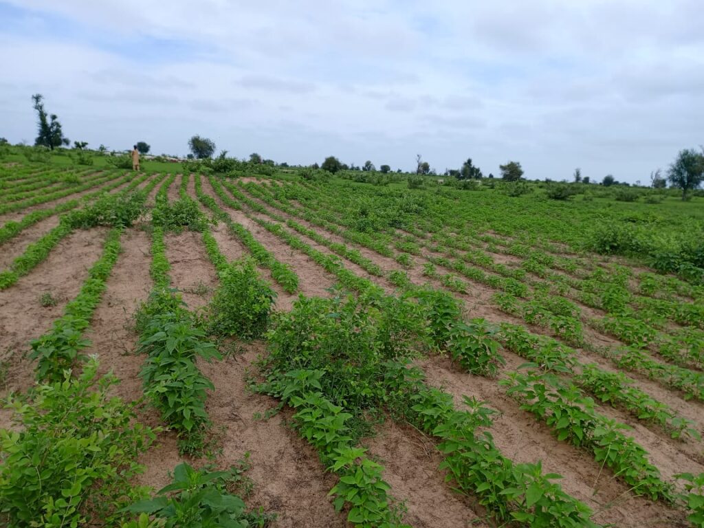 Terrain Agricole de 1,54 Hectare vers Nghaye – Mbacké