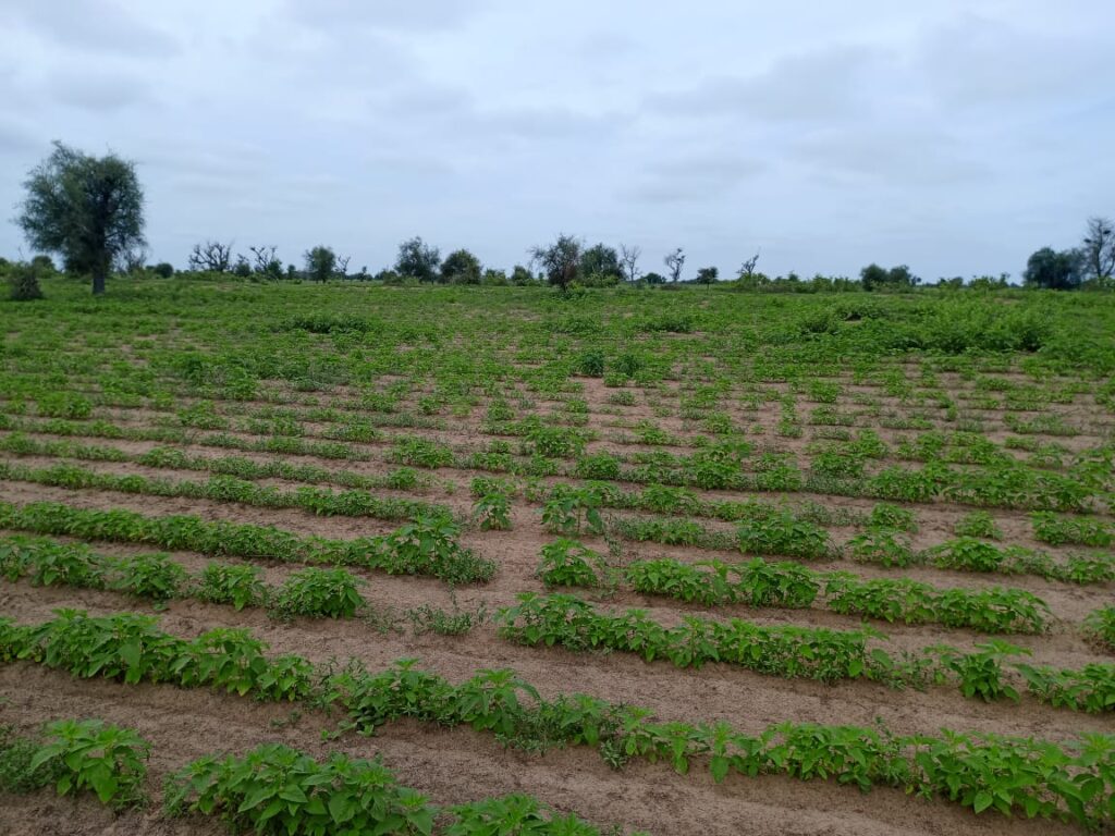 Terrain Agricole de 1,54 Hectare vers Nghaye – Mbacké