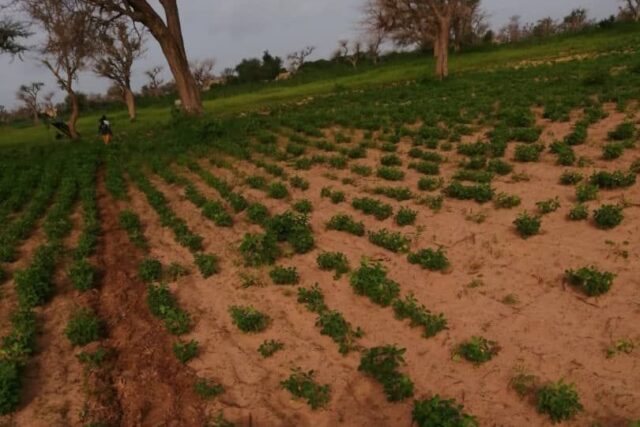 Terrain Agricole de 1,50 Hectares vers Notto Diobass – Thies