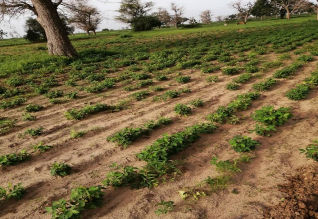 Terrain Agricole de 1,50 Hectares vers Notto Diobass – Thies