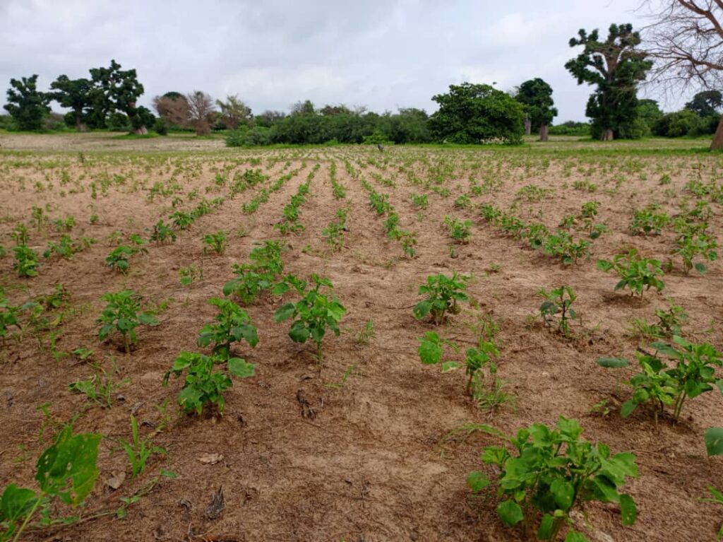 Terrain Agricole de 4,46 Hectares vers Thiénaba – Thiès