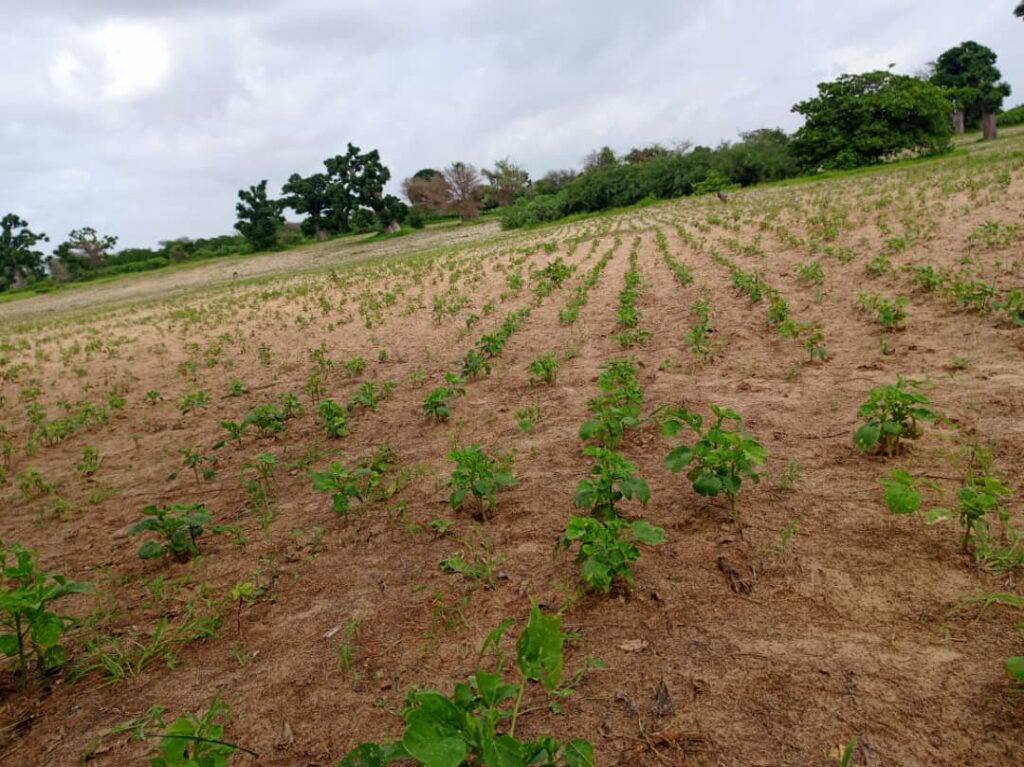 Terrain Agricole de 4,46 Hectares vers Thiénaba – Thiès