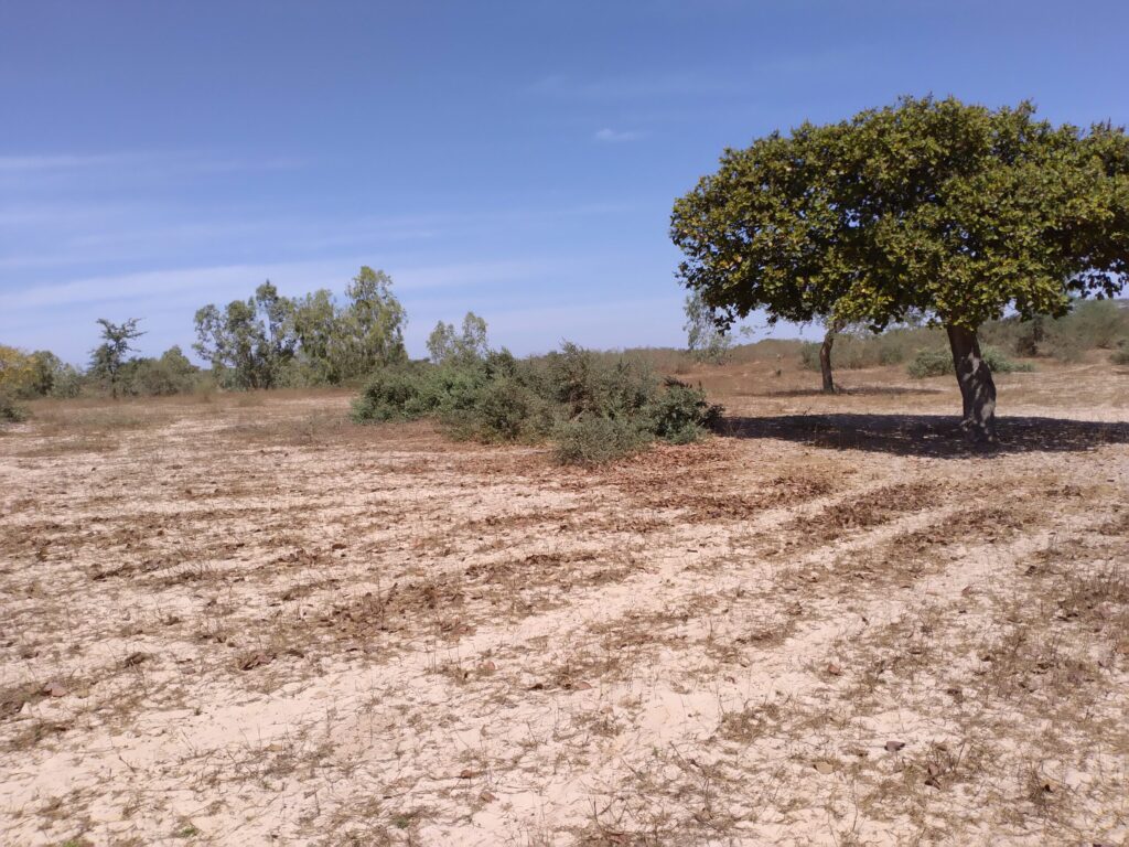Verger de 17 hectares vers Darou Khoudoss – Tivaouane