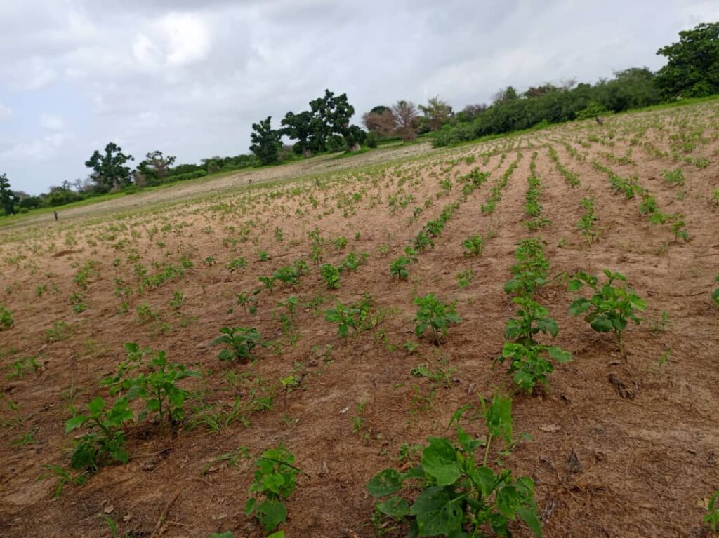 Terrain Agricole de 4,46 Hectares vers Thiénaba – Thiès