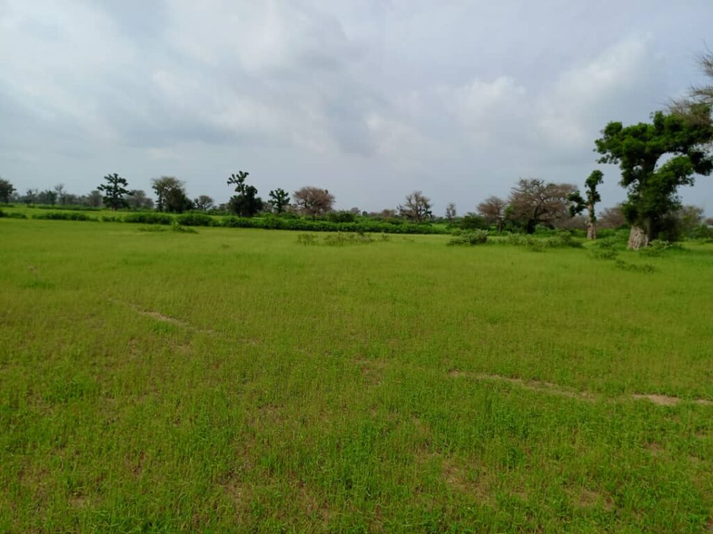 Terrain Agricole de 3,16 Hectares vers Thiénaba – Thiès