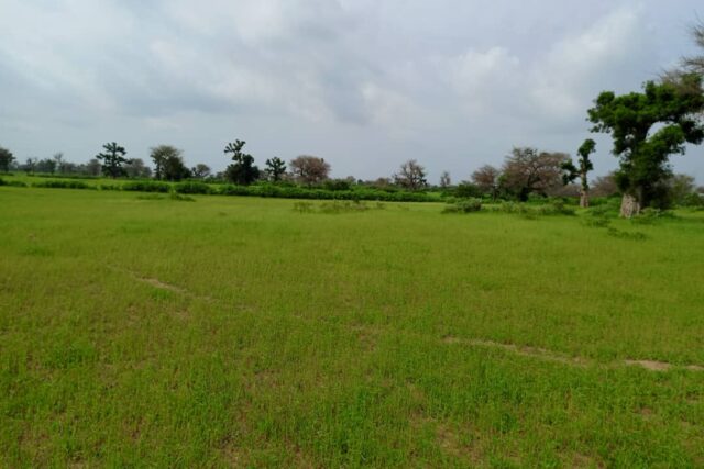 Terrain Agricole de 3,16 Hectares vers Thiénaba – Thiès