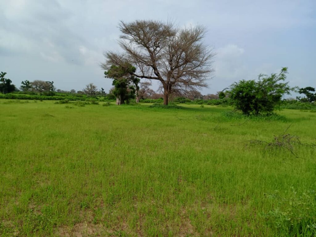 Terrain Agricole de 3,16 Hectares vers Thiénaba – Thiès